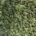 绿植地被草