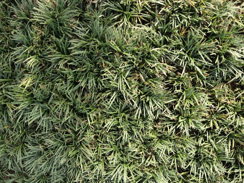 绿植地被草
