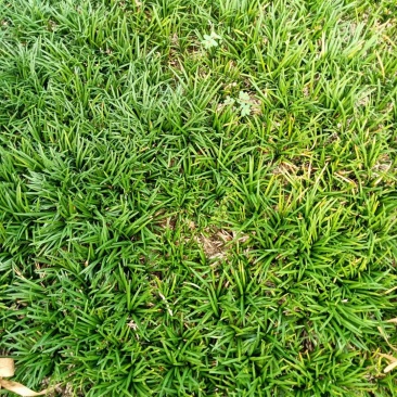 绿植地被草