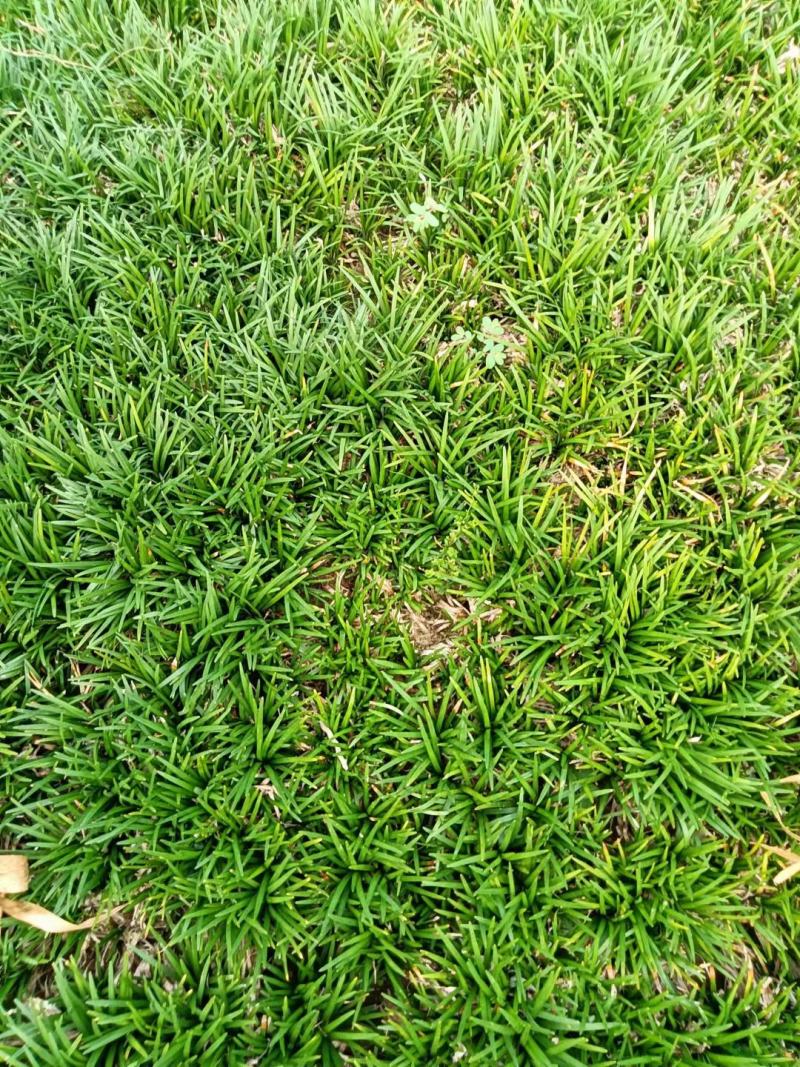 绿植地被草