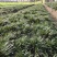 绿植地被草