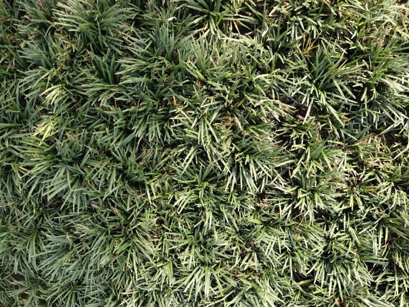 绿植地被草