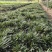 绿植地被草