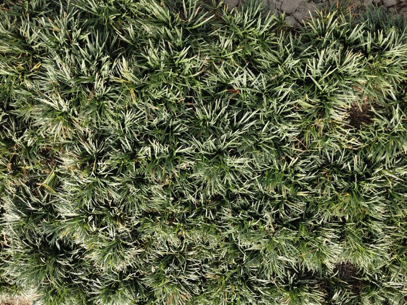绿植地被草