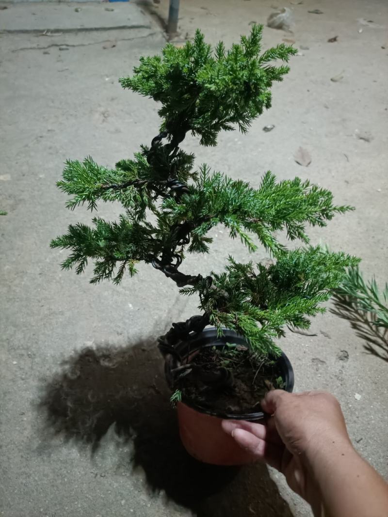 精品老盆口地柏盆景盆栽老兵苗木专卖