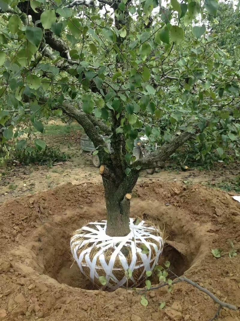 梨树15-40公分现挖现装保证成活率广泛用于工程