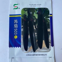 苏茄503茄子种子中早熟品种紫黑长长茄品种