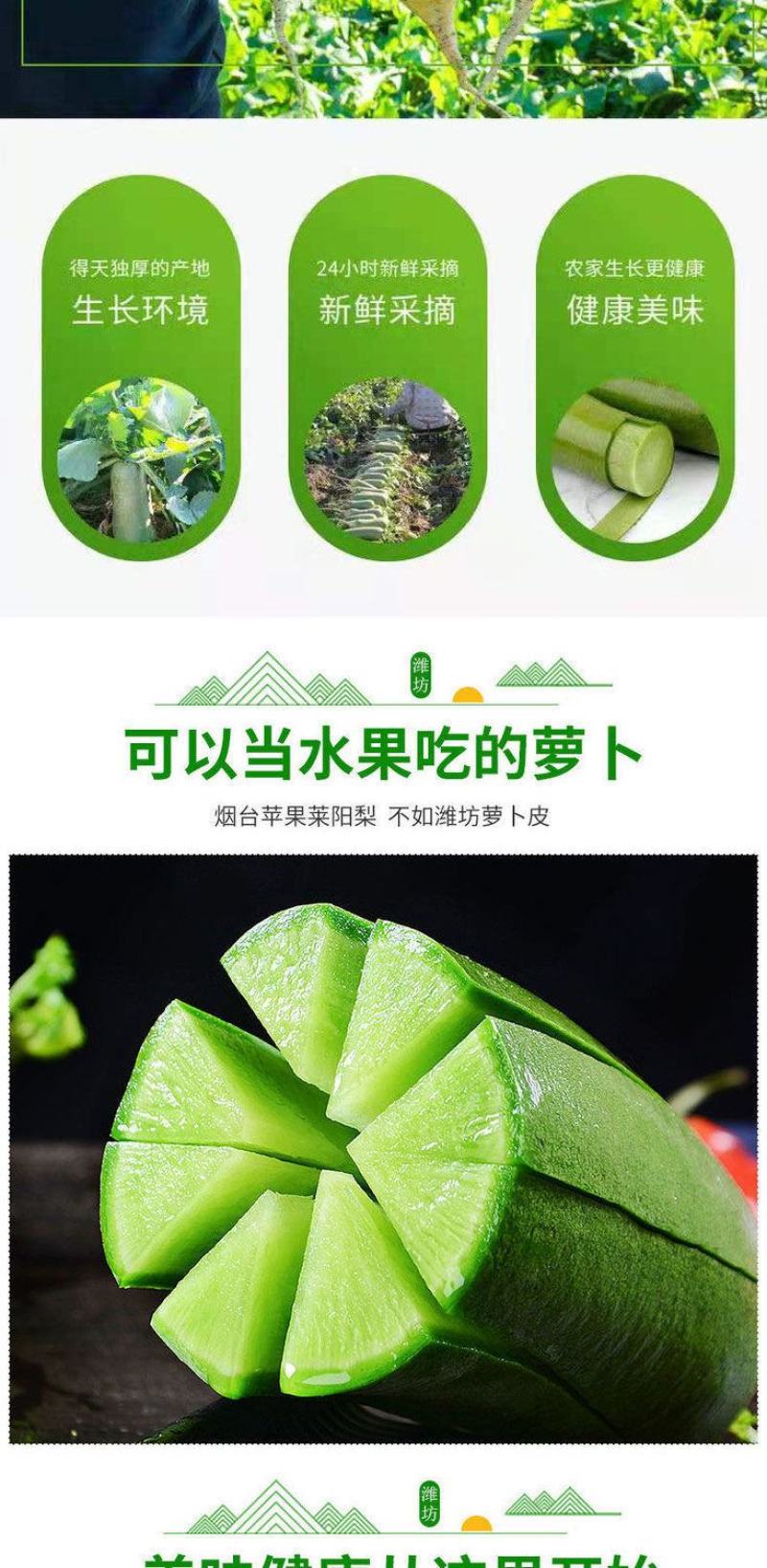 【一件代发】水果萝卜新鲜正宗潍坊青萝卜沙窝萝卜生吃脆甜