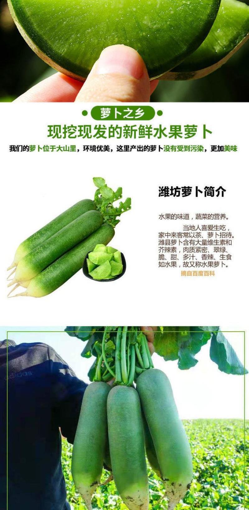 【一件代发】水果萝卜新鲜正宗潍坊青萝卜沙窝萝卜生吃脆甜
