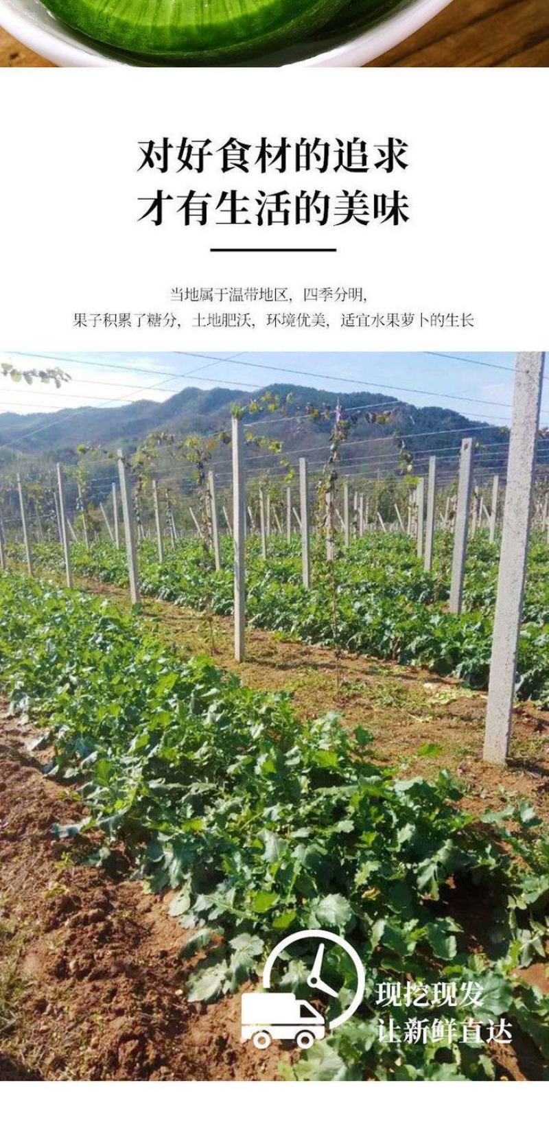 【一件代发】水果萝卜新鲜正宗潍坊青萝卜沙窝萝卜生吃脆甜