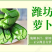 【一件代发】水果萝卜新鲜正宗潍坊青萝卜沙窝萝卜生吃脆甜