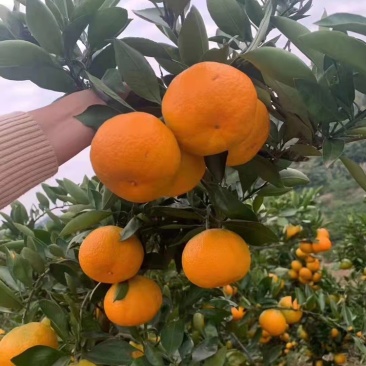 蜜橘湖北特早柑桔果园直供诚信报价量大优惠欢迎联系