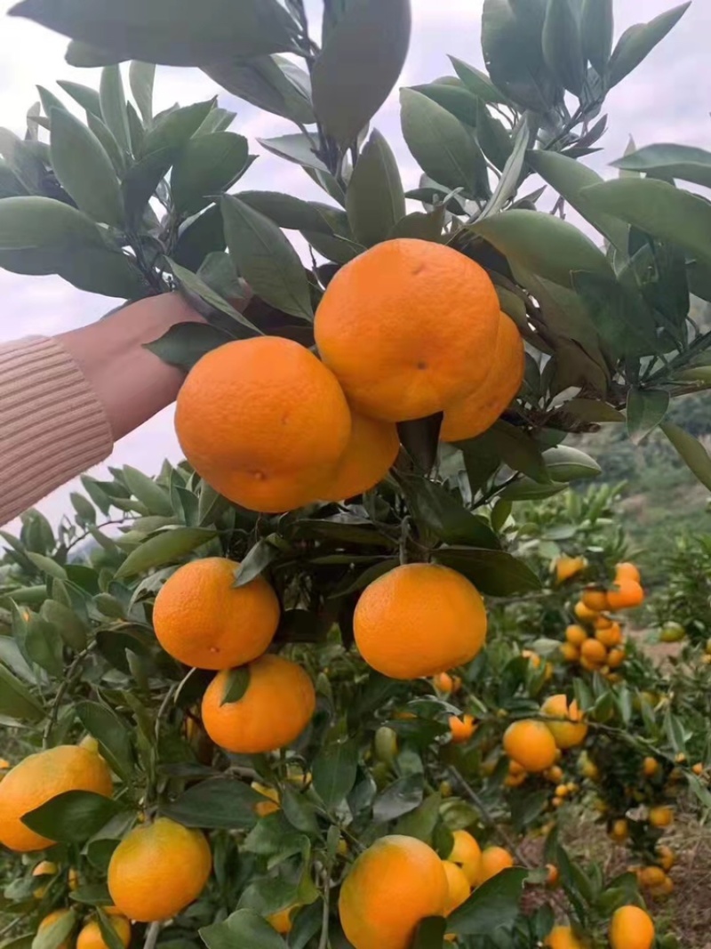 蜜橘湖北特早柑桔果园直供诚信报价量大优惠欢迎联系