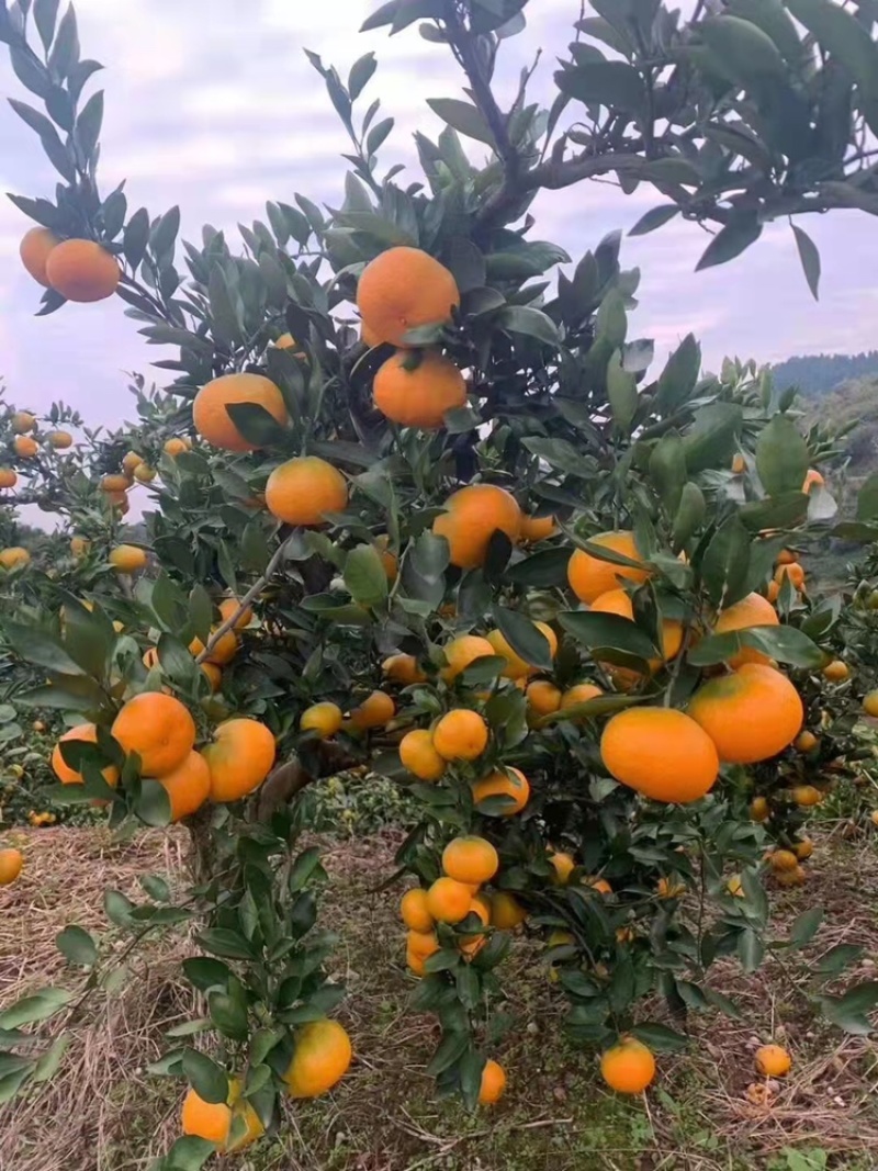 蜜橘湖北特早柑桔果园直供诚信报价量大优惠欢迎联系