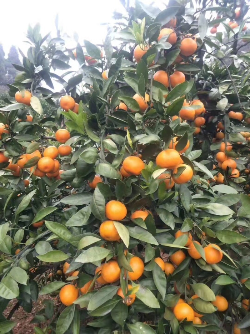 蜜橘湖北特早柑桔果园直供诚信报价量大优惠欢迎联系