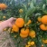 蜜橘湖北特早柑桔果园直供诚信报价量大优惠欢迎联系