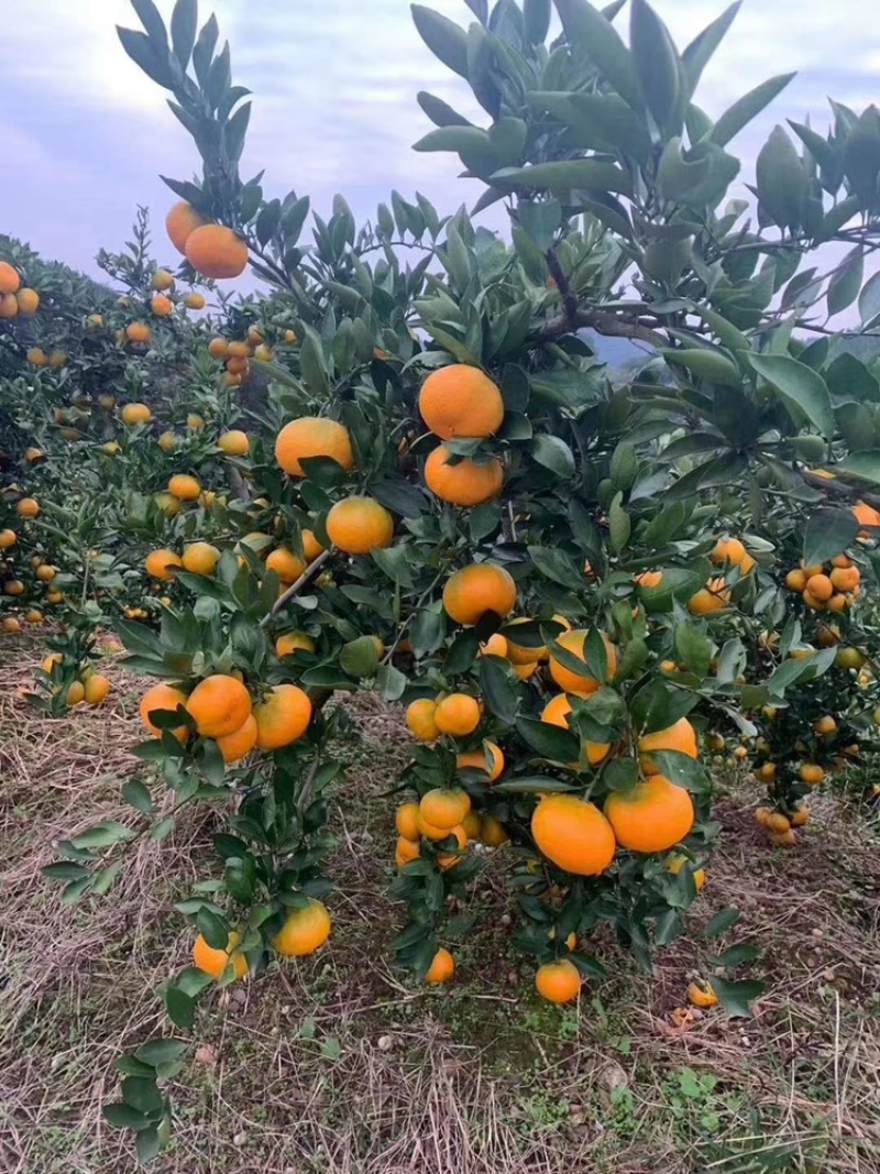 蜜橘湖北特早柑桔果园直供诚信报价量大优惠欢迎联系