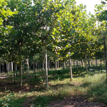 出售法桐12-20公分晚樱10-15公分的自家种地