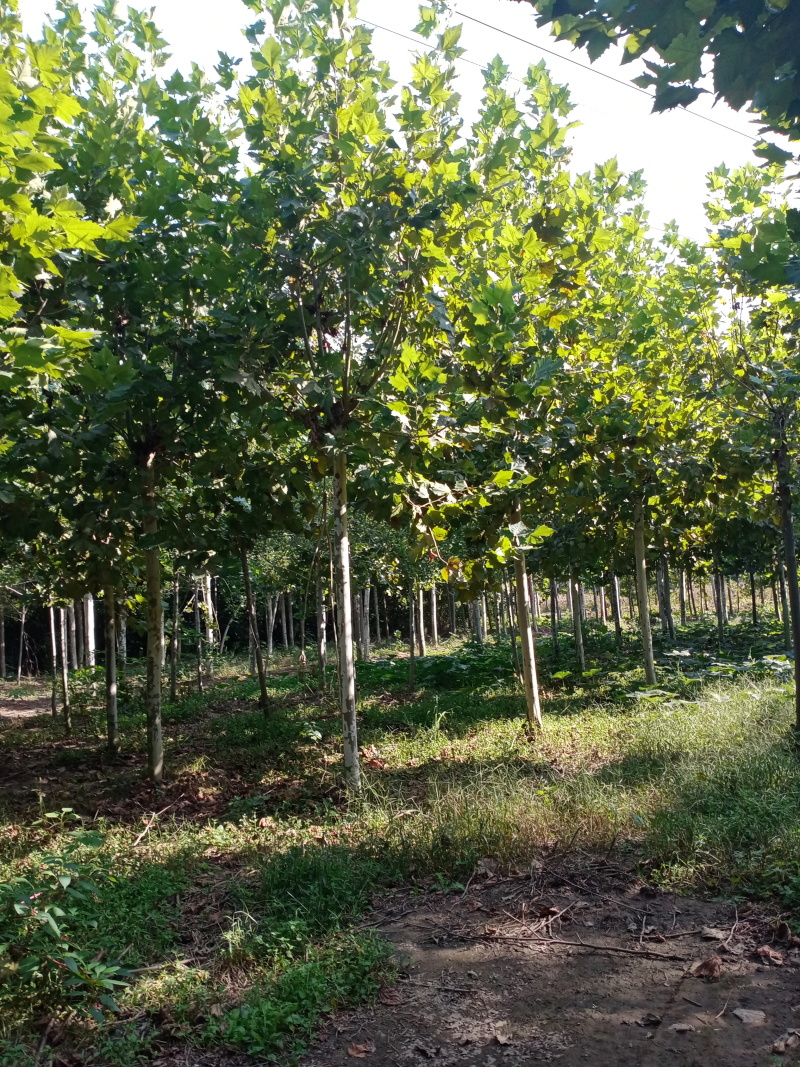 出售法桐12-20公分晚樱10-15公分的自家种地