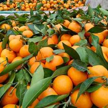 城固蜜橘大量上市，货量大，质量好，颜色光亮，皮薄，无籽