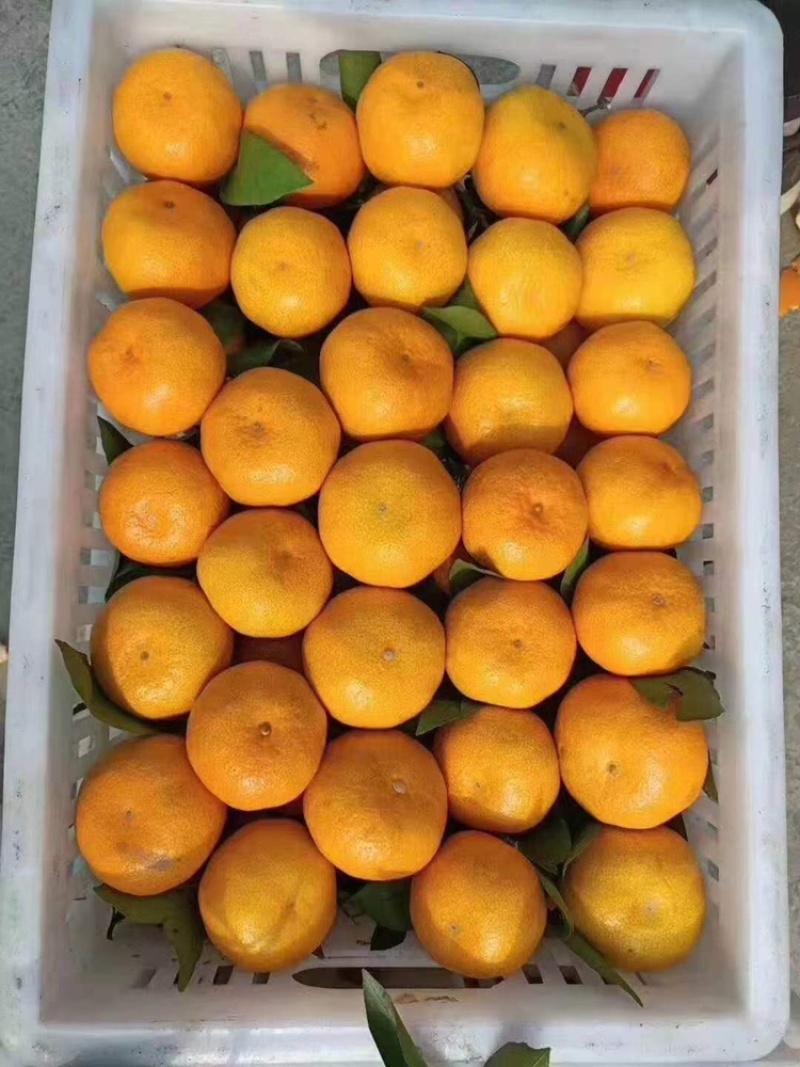 （精品）蜜橘已经大量上市量大从优皮薄肉厚入口化渣