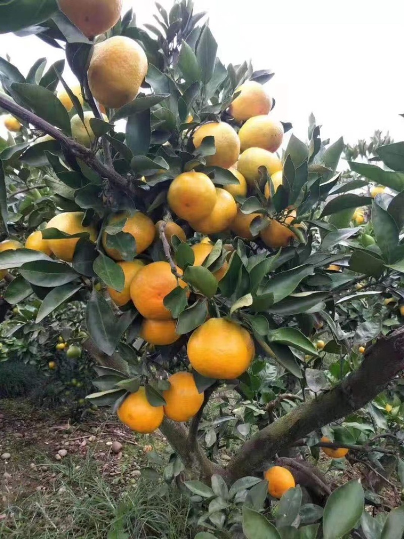 （精品）蜜橘已经大量上市量大从优皮薄肉厚入口化渣