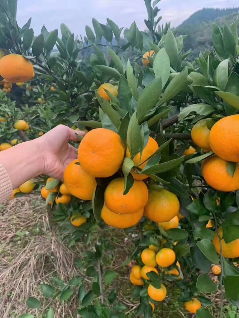 （精品）蜜橘已经大量上市量大从优皮薄肉厚入口化渣