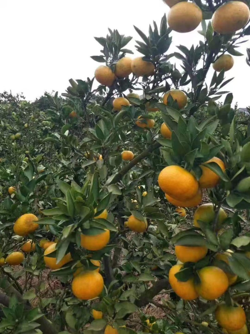 （精品）蜜橘已经大量上市量大从优皮薄肉厚入口化渣
