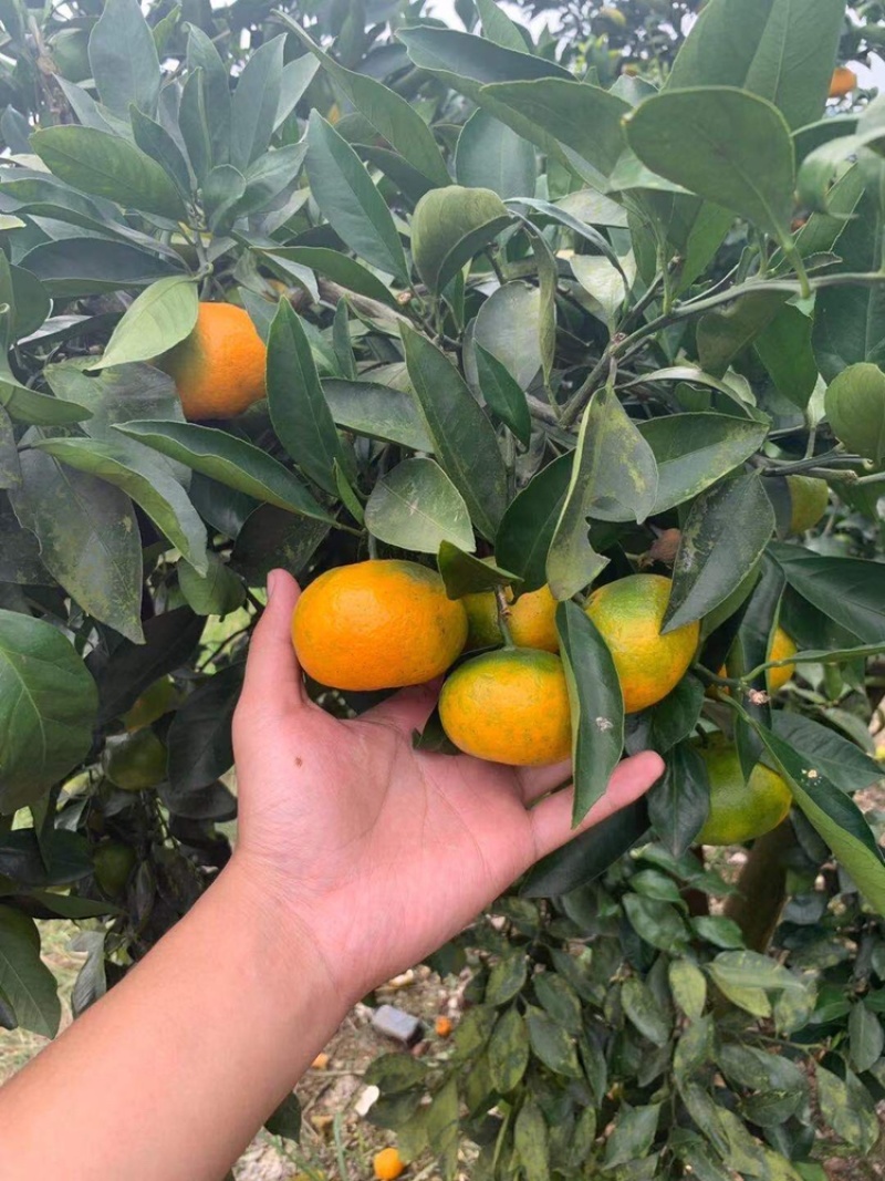 （精品）蜜橘已经大量上市量大从优皮薄肉厚入口化渣