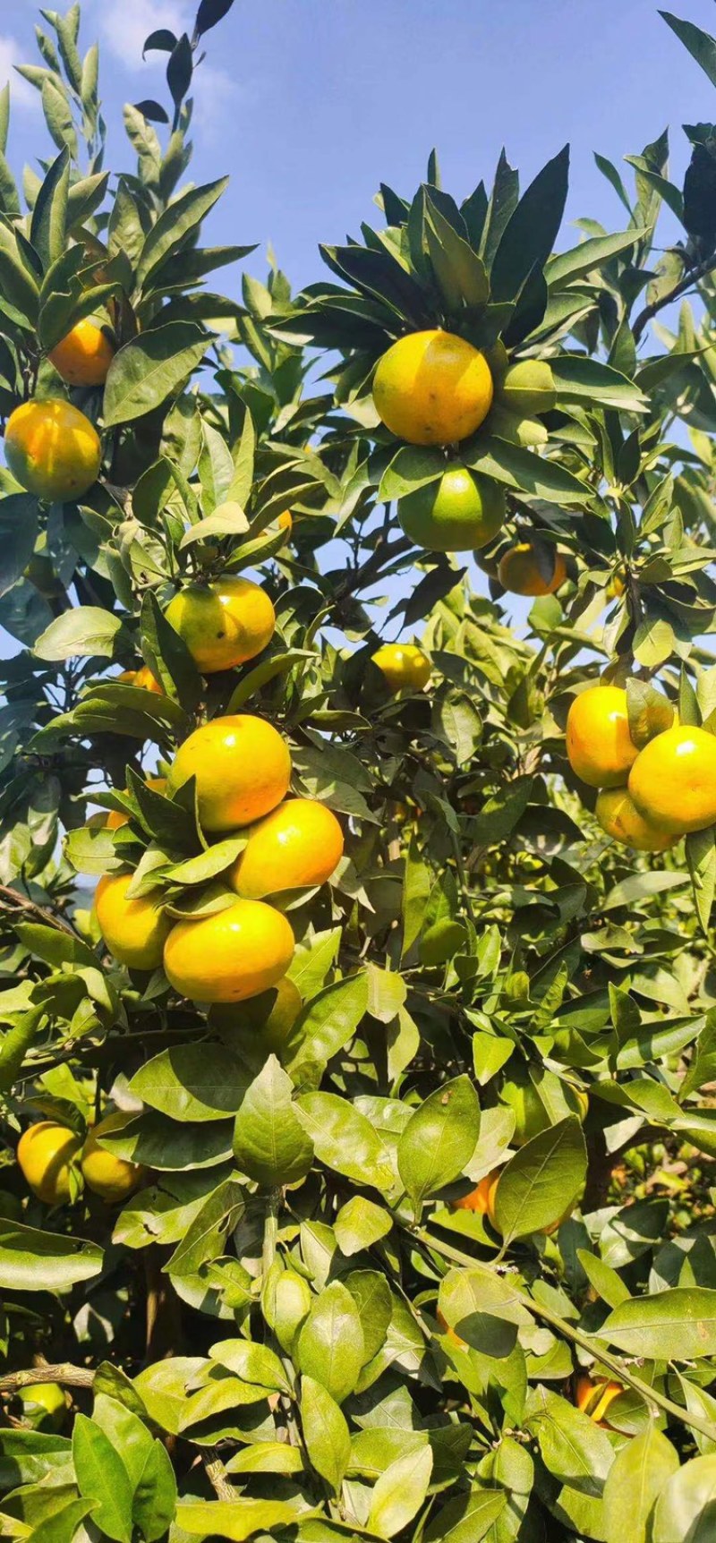 （精品）蜜橘已经大量上市量大从优皮薄肉厚入口化渣