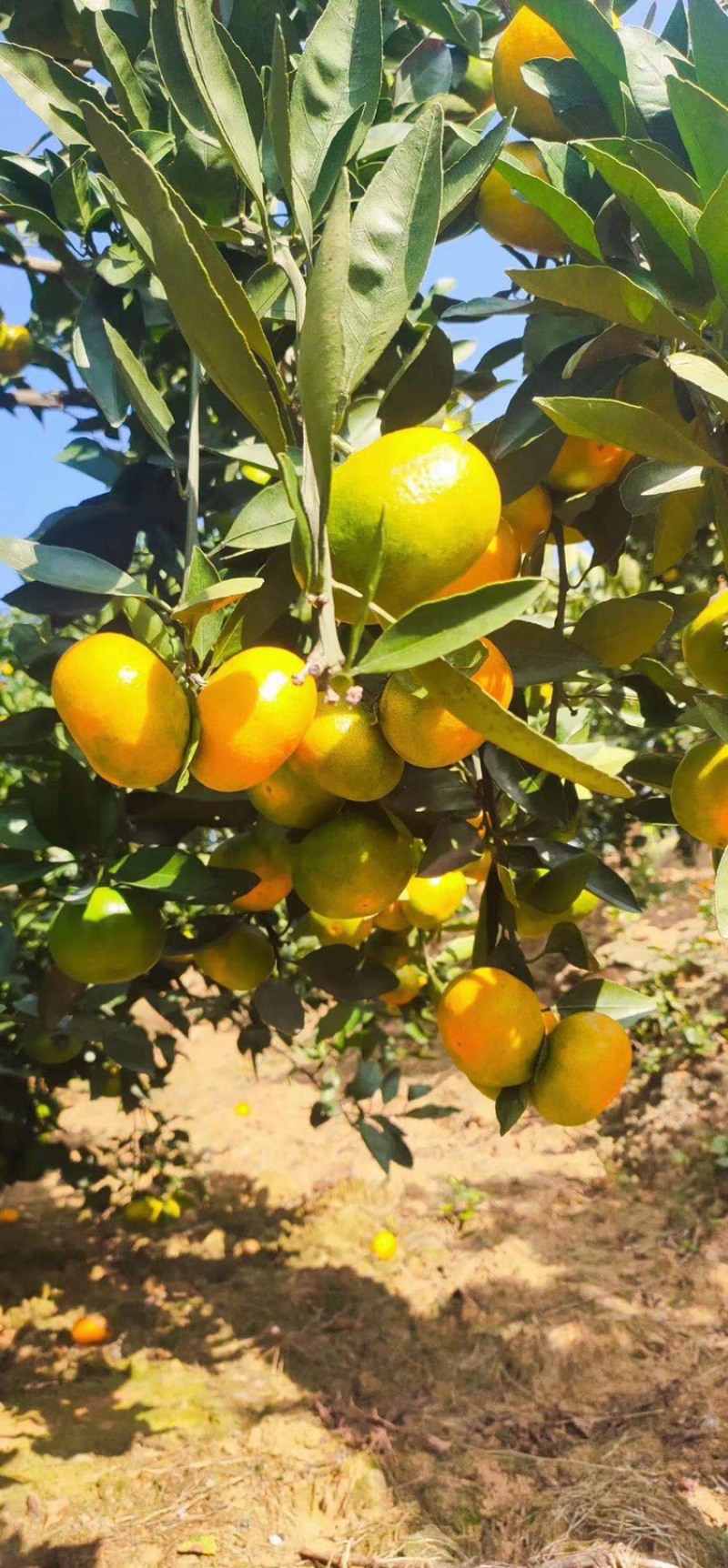 （精品）蜜橘已经大量上市量大从优皮薄肉厚入口化渣