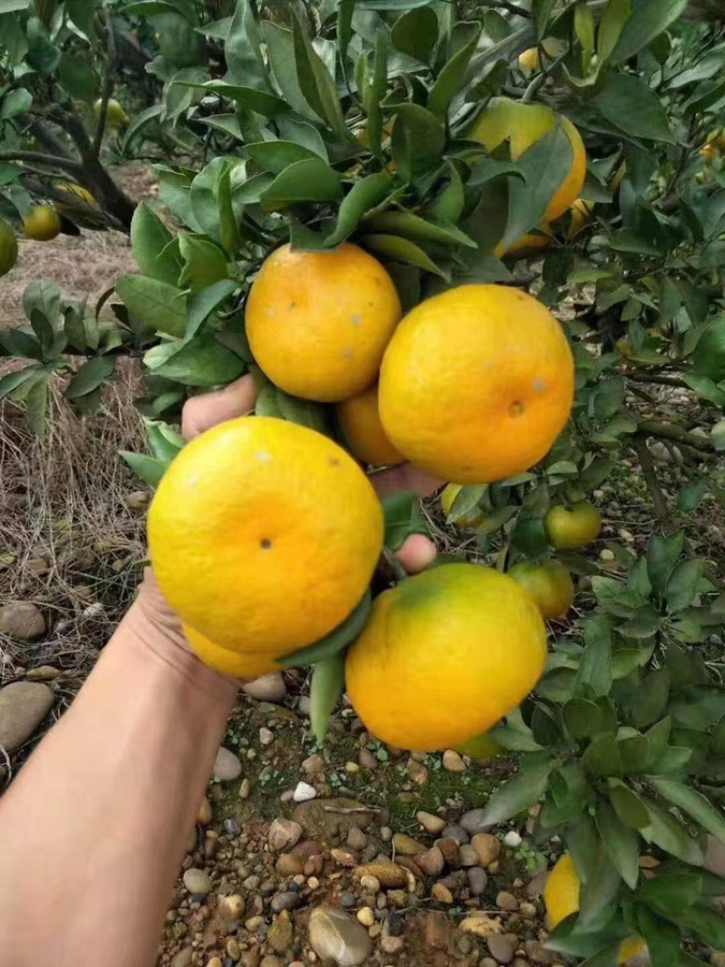 （精品）蜜橘已经大量上市量大从优皮薄肉厚入口化渣