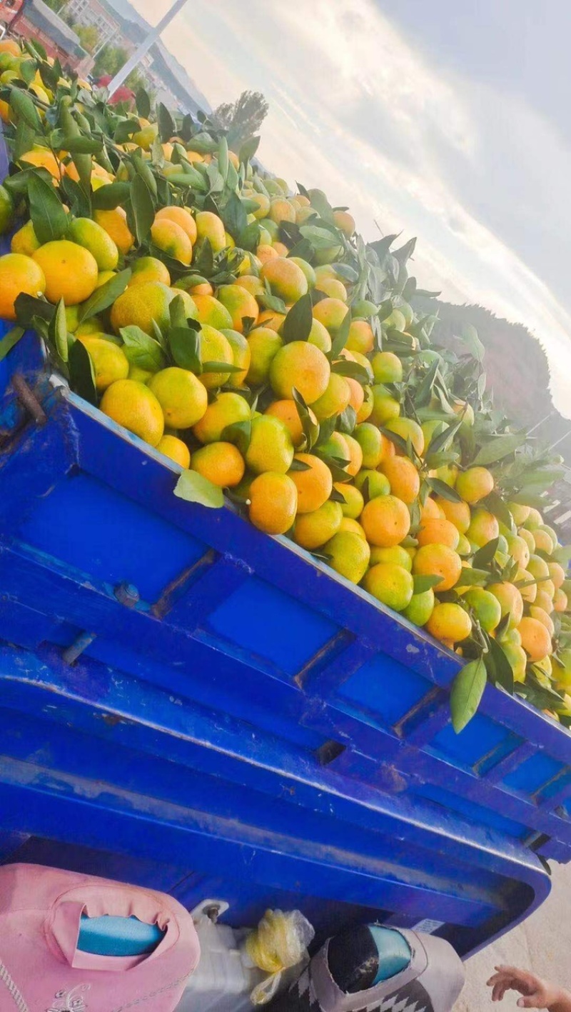 （精品）蜜橘已经大量上市量大从优皮薄肉厚入口化渣