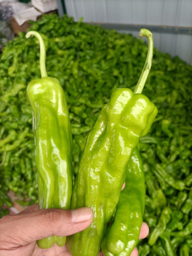 安徽砀山薄皮辣椒质量保障视频看货一手货源诚信为本欢迎来电