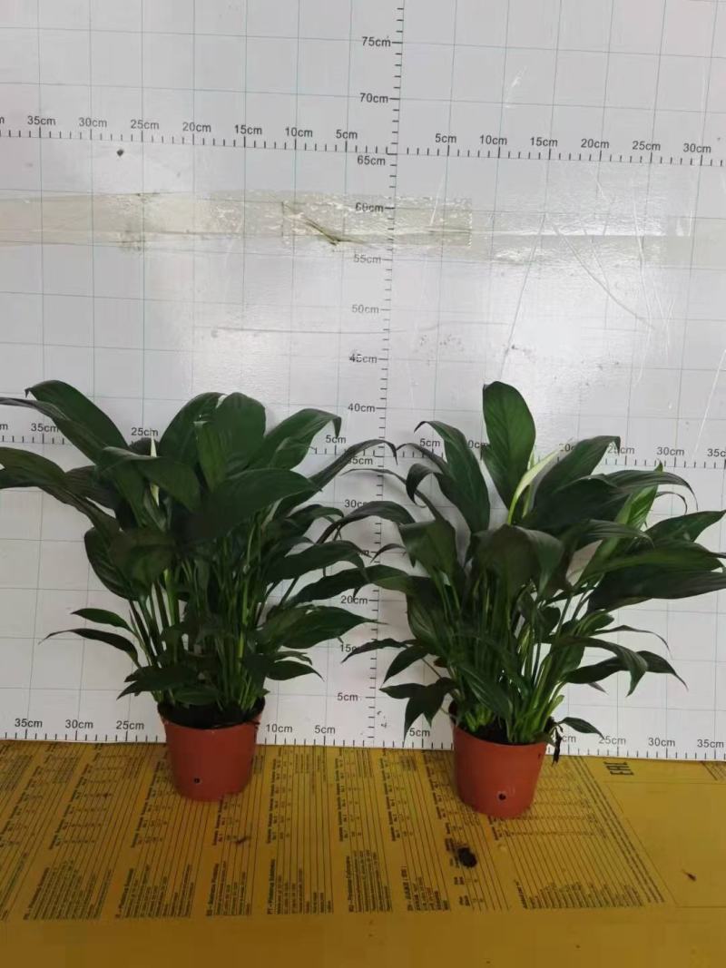 100#白掌盆栽绿植有现货售完即止实物实拍图
