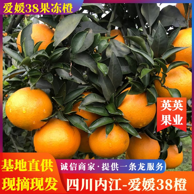 四川橙子爱媛橙爱媛38现摘现发一手货源全国代发