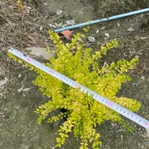 亮晶女贞，自家基地，规格齐全，量大从优。