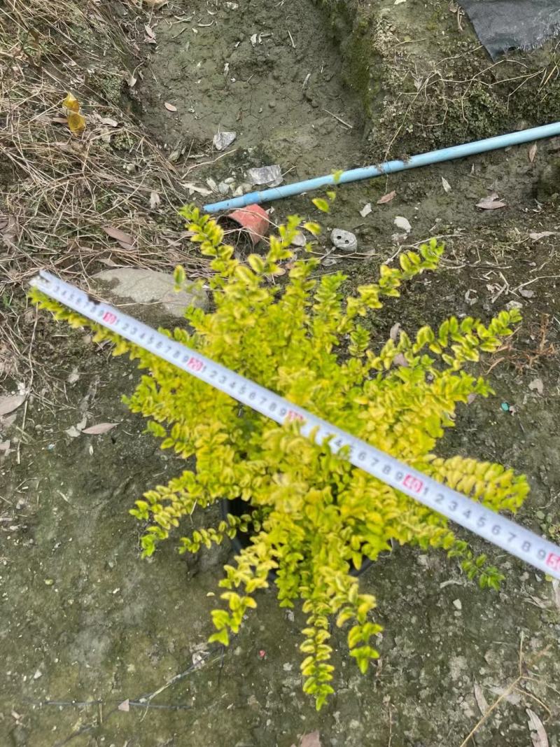 亮晶女贞，自家基地，规格齐全，量大从优。