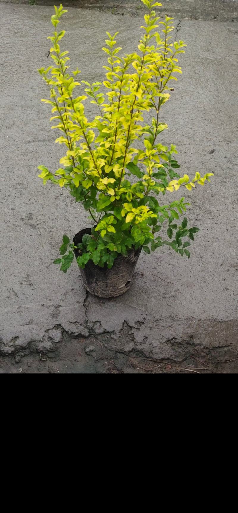 亮晶女贞，自家基地，规格齐全，量大从优。