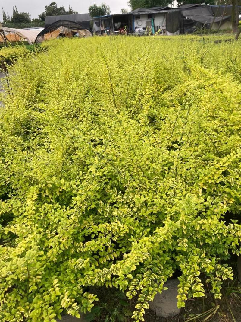 亮晶女贞，自家基地，规格齐全，量大从优。