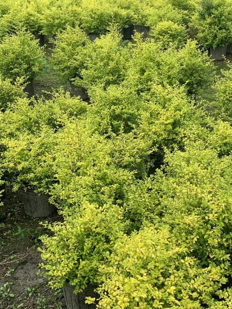 亮晶女贞，自家基地，规格齐全，量大从优。