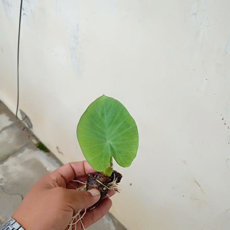 芋头种毛芋头8520芋头基地供货商超货源电商货源全国发