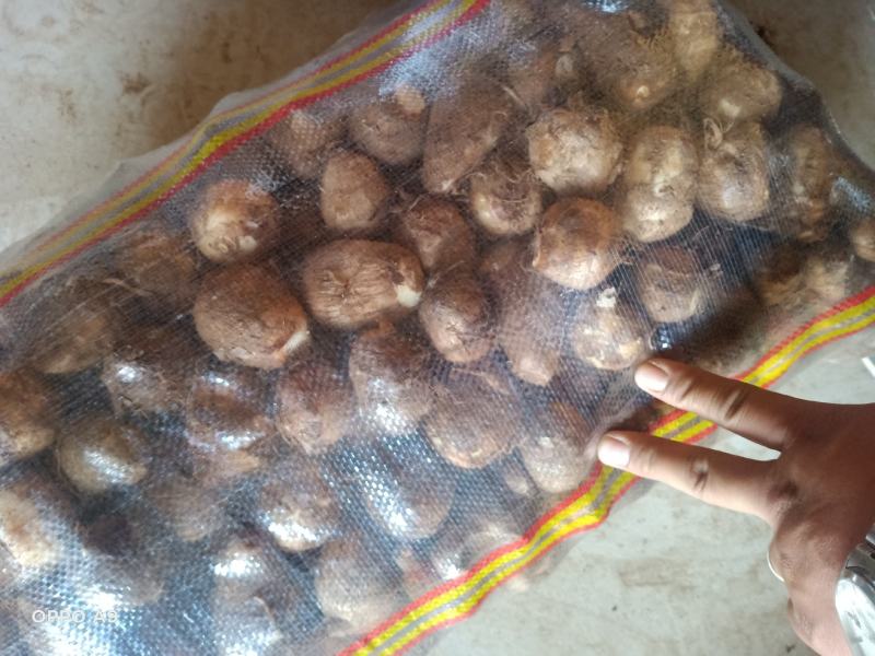 芋头种毛芋头8520芋头基地供货商超货源电商货源全国发