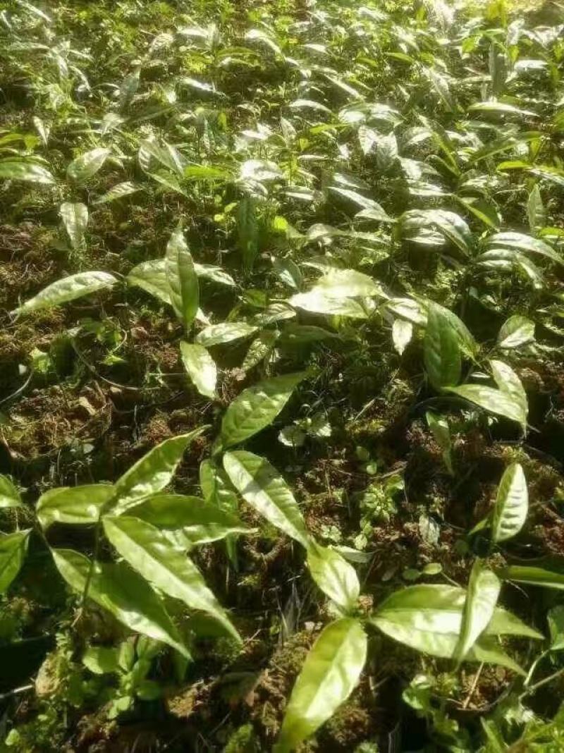 甜菜，自家基地，规格齐全，量大从优，保质保量