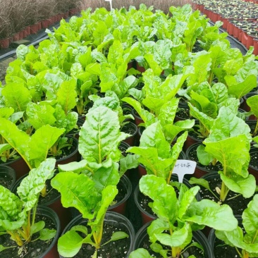 甜菜，自家基地，规格齐全，量大从优，保质保量