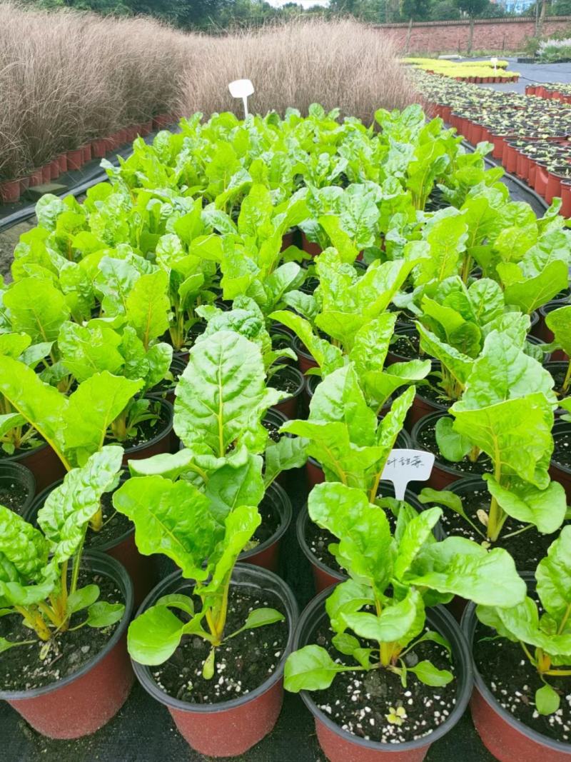 甜菜，自家基地，规格齐全，量大从优，保质保量