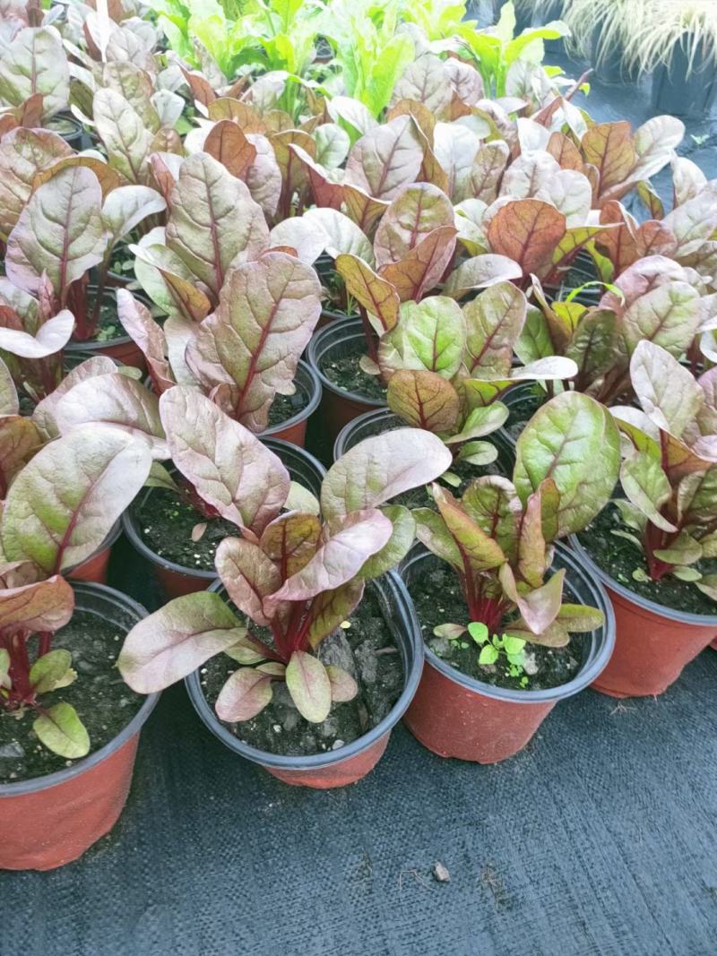 甜菜，自家基地，规格齐全，量大从优，保质保量