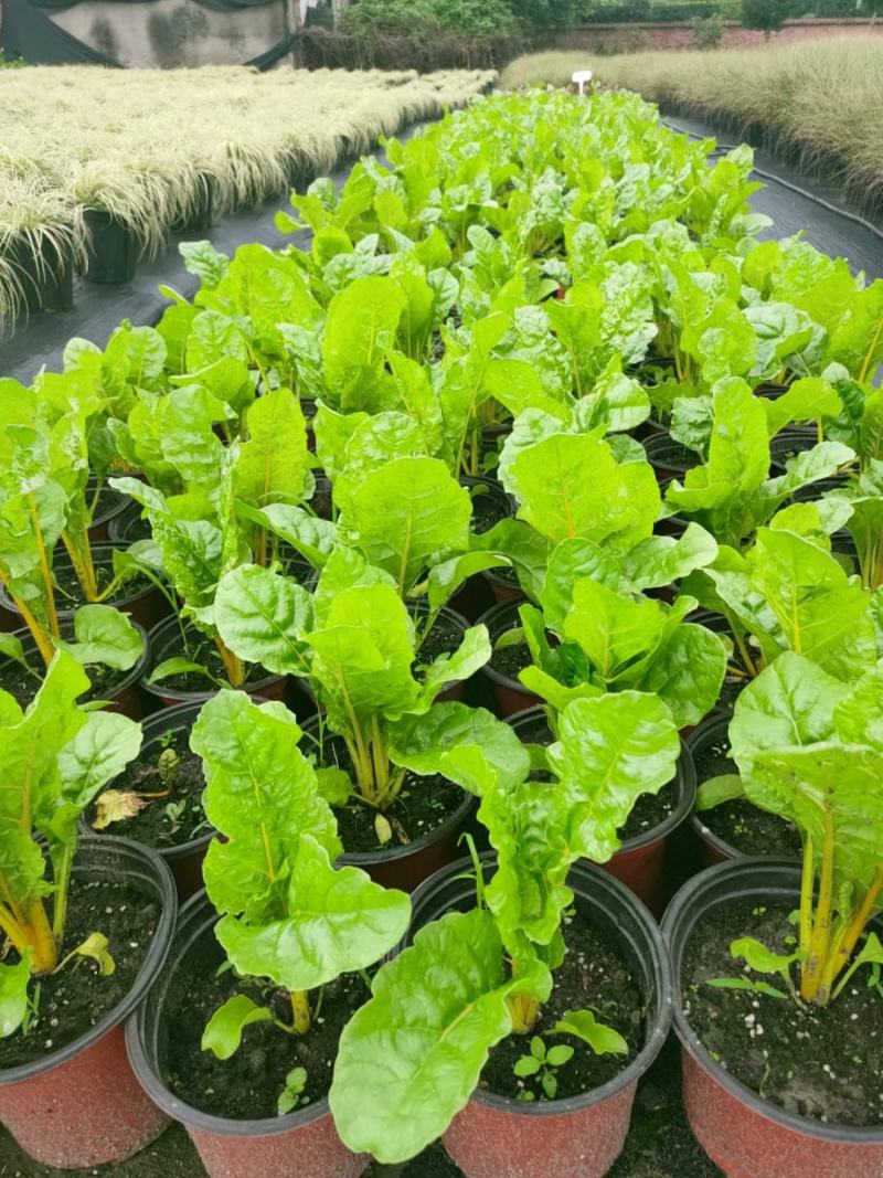 甜菜，自家基地，规格齐全，量大从优，保质保量