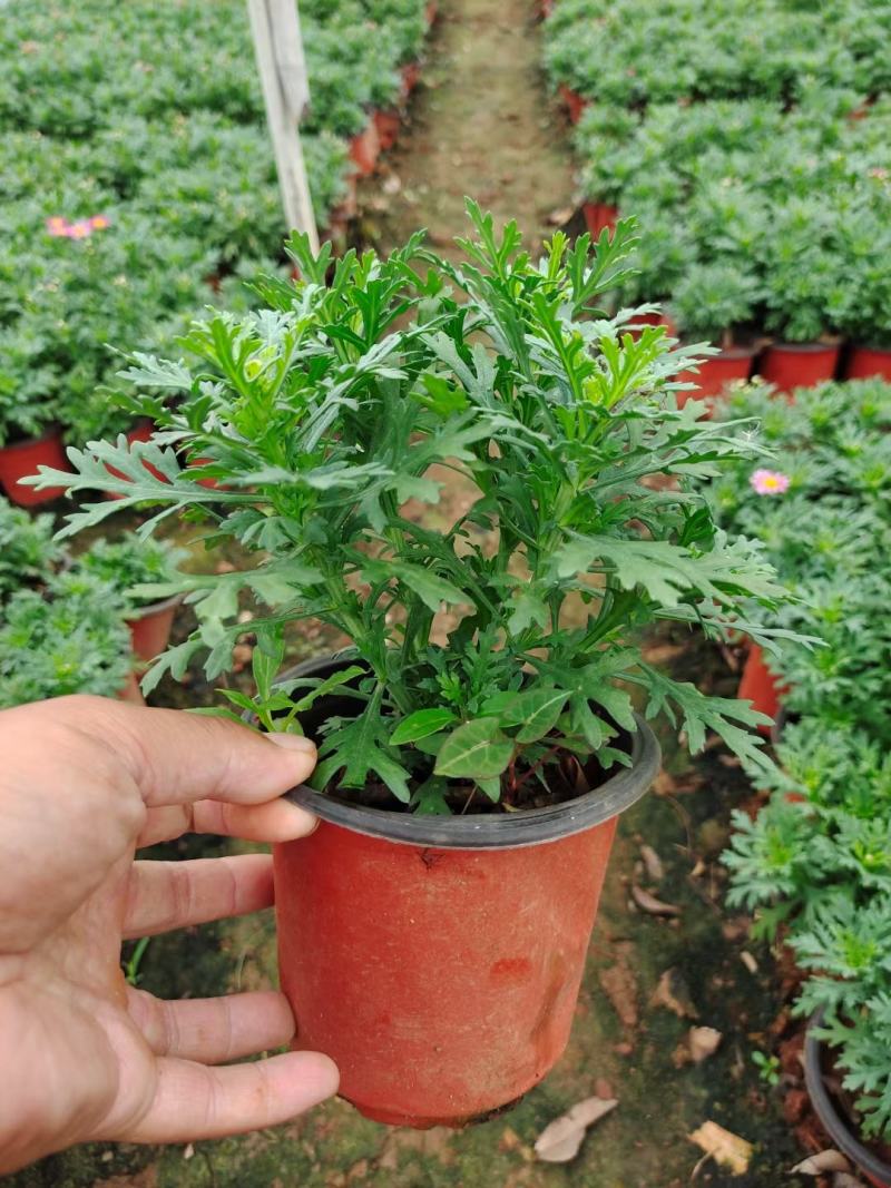 玛格丽特，自家基地，规格齐全。量大从优。保质保量