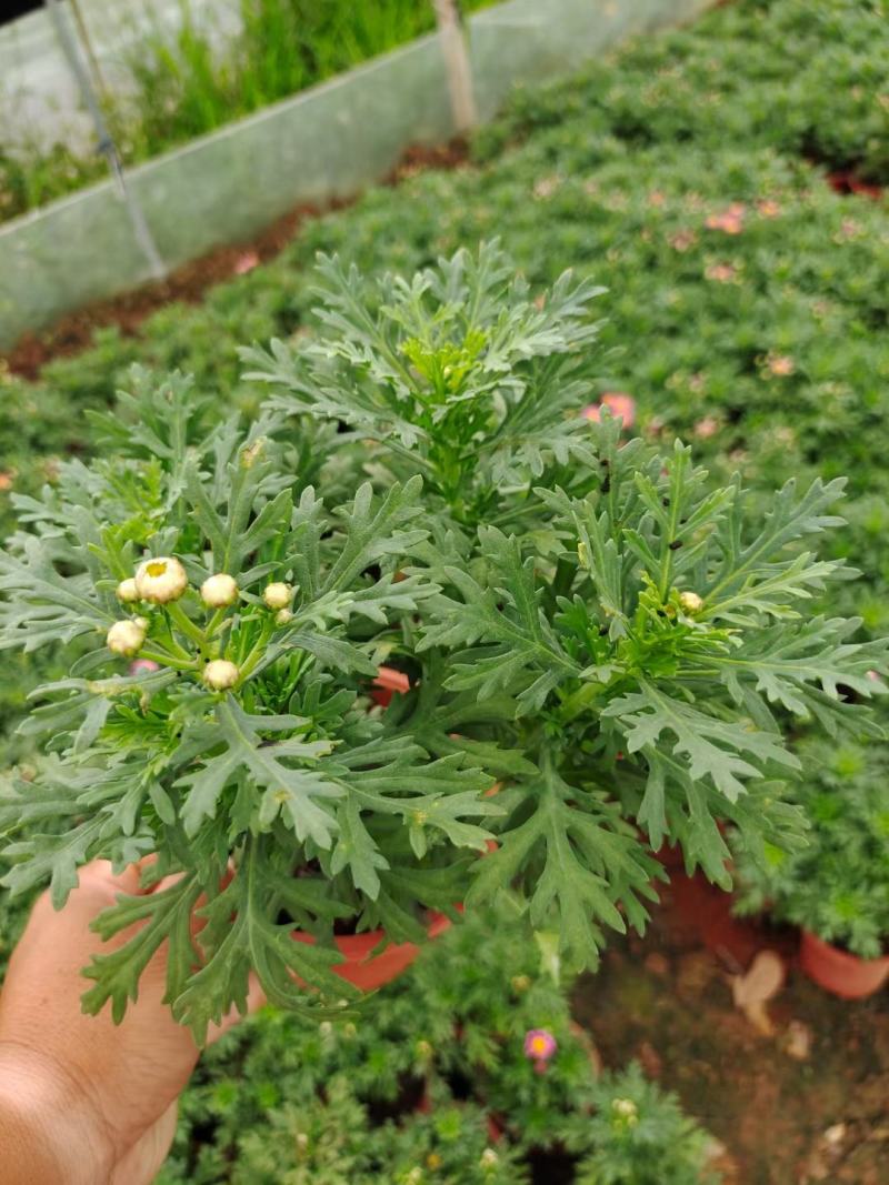 玛格丽特，自家基地，规格齐全。量大从优。保质保量